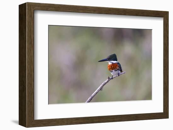 Green Kingfisher Male on Hunting Perch-Larry Ditto-Framed Photographic Print