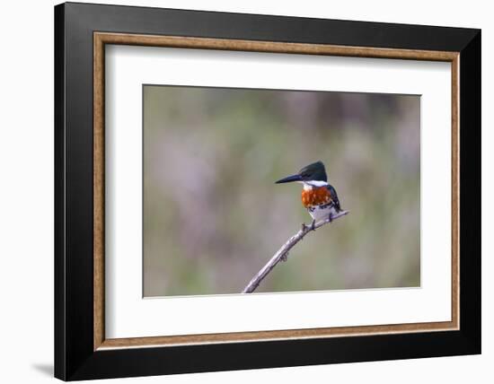 Green Kingfisher Male on Hunting Perch-Larry Ditto-Framed Photographic Print