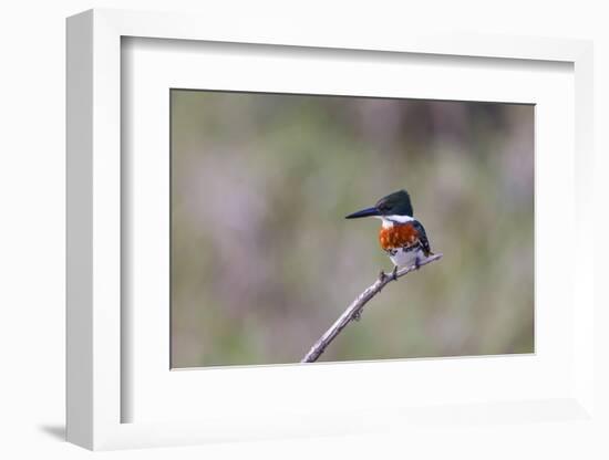 Green Kingfisher Male on Hunting Perch-Larry Ditto-Framed Photographic Print