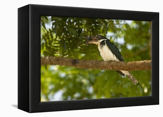 Green Kingfisher-Joe McDonald-Framed Premier Image Canvas