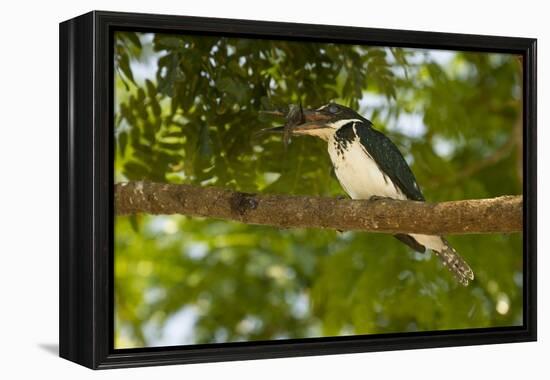 Green Kingfisher-Joe McDonald-Framed Premier Image Canvas