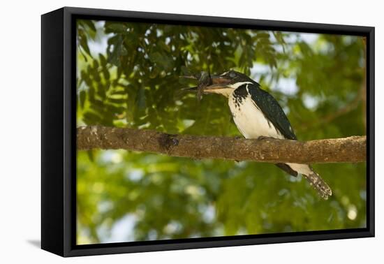 Green Kingfisher-Joe McDonald-Framed Premier Image Canvas