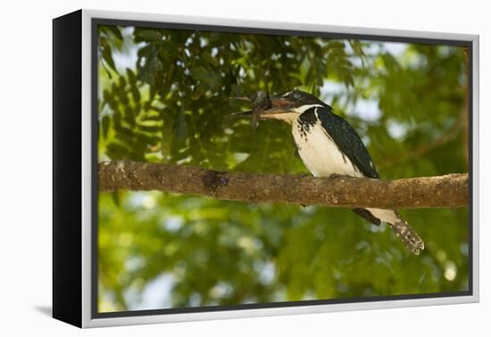 Green Kingfisher-Joe McDonald-Framed Premier Image Canvas