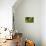 Green Kingfisher-Joe McDonald-Photographic Print displayed on a wall