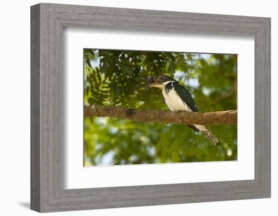 Green Kingfisher-Joe McDonald-Framed Photographic Print