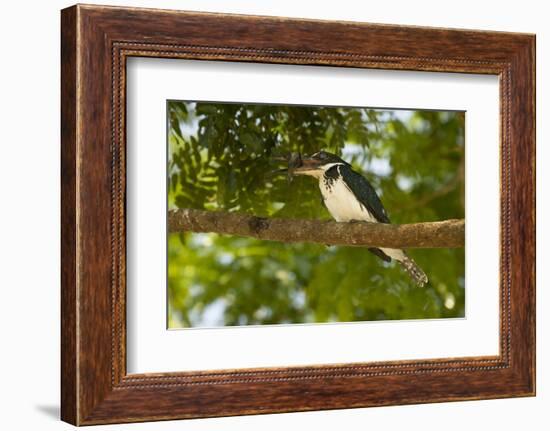 Green Kingfisher-Joe McDonald-Framed Photographic Print