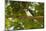 Green Kingfisher-Joe McDonald-Mounted Photographic Print