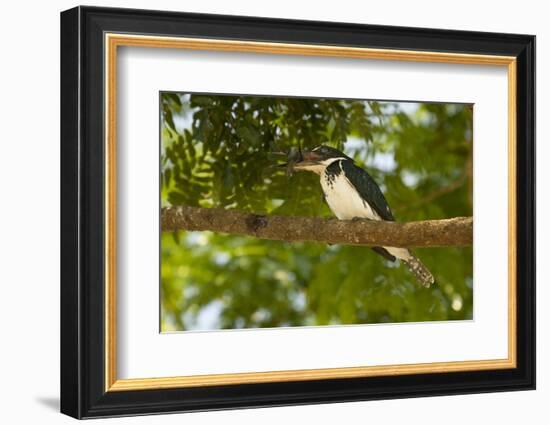 Green Kingfisher-Joe McDonald-Framed Photographic Print