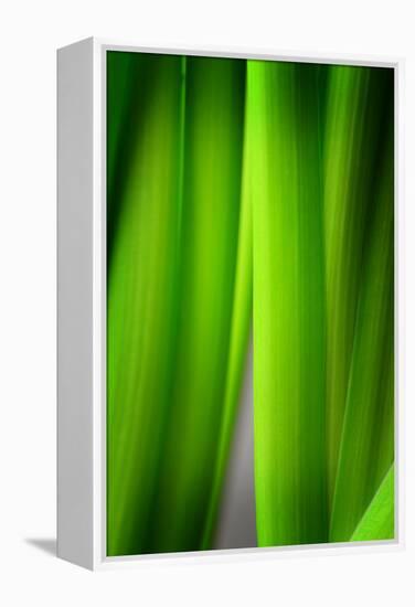 Green Leaf Curtains-Philippe Sainte-Laudy-Framed Premier Image Canvas