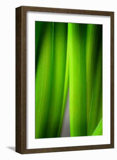 Green Leaf Curtains-Philippe Sainte-Laudy-Framed Photographic Print