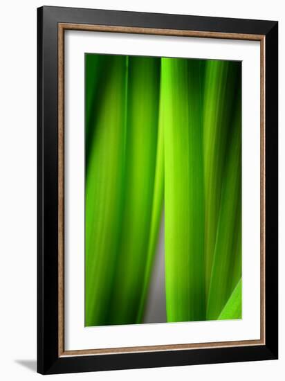 Green Leaf Curtains-Philippe Sainte-Laudy-Framed Photographic Print