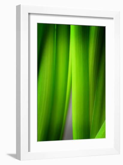 Green Leaf Curtains-Philippe Sainte-Laudy-Framed Photographic Print