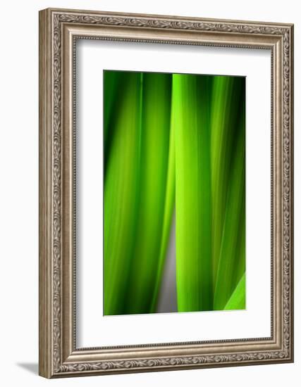 Green Leaf Curtains-Philippe Sainte-Laudy-Framed Photographic Print