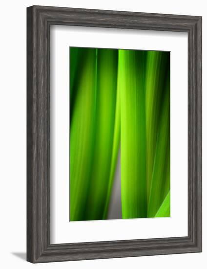 Green Leaf Curtains-Philippe Sainte-Laudy-Framed Photographic Print