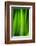 Green Leaf Curtains-Philippe Sainte-Laudy-Framed Photographic Print
