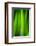 Green Leaf Curtains-Philippe Sainte-Laudy-Framed Photographic Print