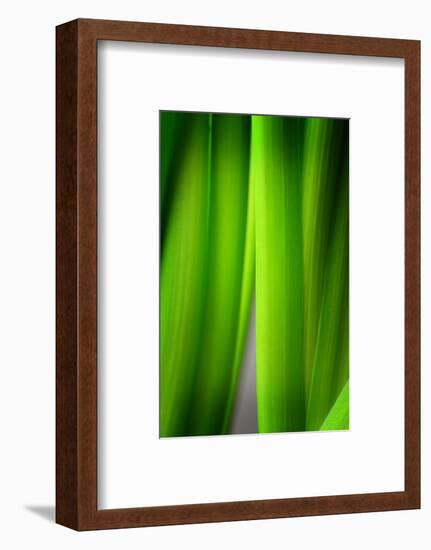 Green Leaf Curtains-Philippe Sainte-Laudy-Framed Photographic Print