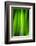 Green Leaf Curtains-Philippe Sainte-Laudy-Framed Photographic Print