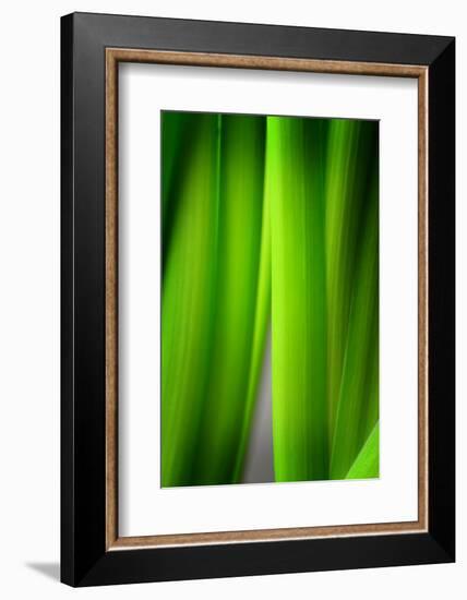 Green Leaf Curtains-Philippe Sainte-Laudy-Framed Photographic Print