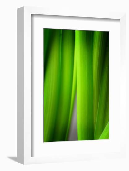 Green Leaf Curtains-Philippe Sainte-Laudy-Framed Photographic Print