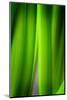 Green Leaf Curtains-Philippe Sainte-Laudy-Mounted Photographic Print