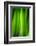 Green Leaf Curtains-Philippe Sainte-Laudy-Framed Photographic Print