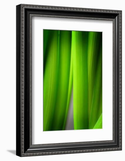 Green Leaf Curtains-Philippe Sainte-Laudy-Framed Photographic Print