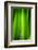 Green Leaf Curtains-Philippe Sainte-Laudy-Framed Photographic Print