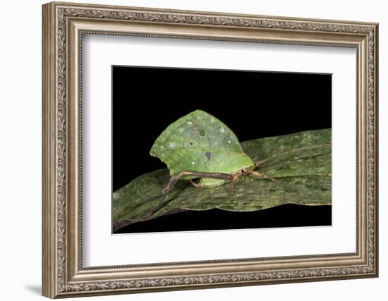 Green Leaf Katydid, Yasuni NP, Amazon Rainforest, Ecuador-Pete Oxford-Framed Photographic Print