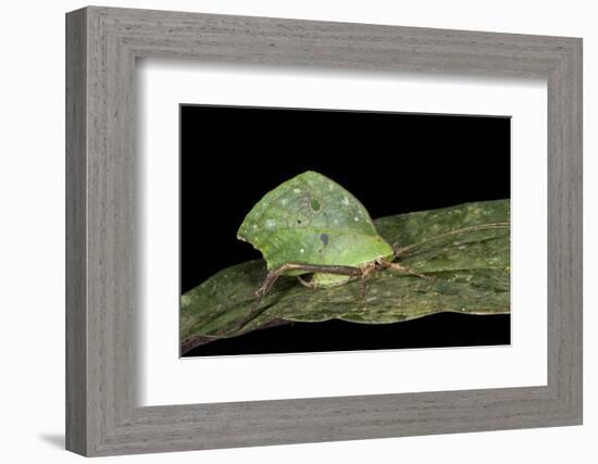 Green Leaf Katydid, Yasuni NP, Amazon Rainforest, Ecuador-Pete Oxford-Framed Photographic Print