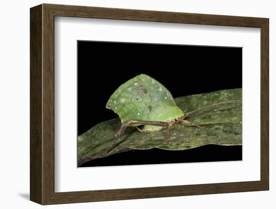 Green Leaf Katydid, Yasuni NP, Amazon Rainforest, Ecuador-Pete Oxford-Framed Photographic Print