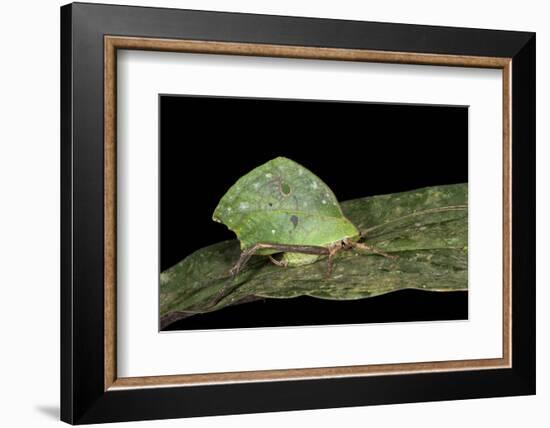 Green Leaf Katydid, Yasuni NP, Amazon Rainforest, Ecuador-Pete Oxford-Framed Photographic Print