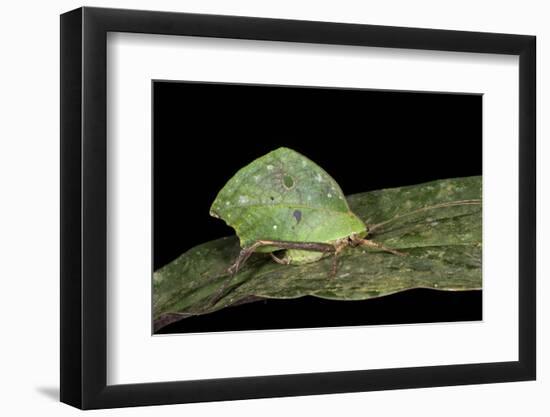 Green Leaf Katydid, Yasuni NP, Amazon Rainforest, Ecuador-Pete Oxford-Framed Photographic Print