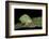 Green Leaf Katydid, Yasuni NP, Amazon Rainforest, Ecuador-Pete Oxford-Framed Photographic Print