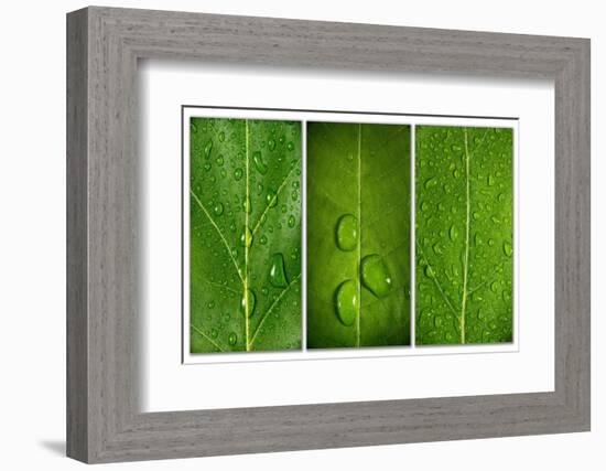 Green Leaf Triptych-Steve Gadomski-Framed Photographic Print