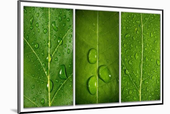 Green Leaf Triptych-Steve Gadomski-Mounted Photographic Print