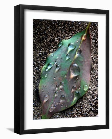 Green Leaf with Water Drops-Jody Miller-Framed Photographic Print