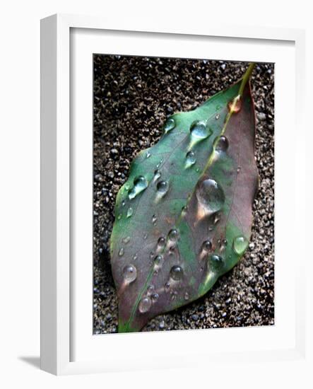 Green Leaf with Water Drops-Jody Miller-Framed Photographic Print