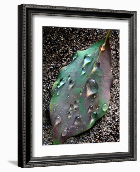 Green Leaf with Water Drops-Jody Miller-Framed Photographic Print