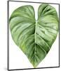 Green Leaf-Ann Solo-Mounted Art Print