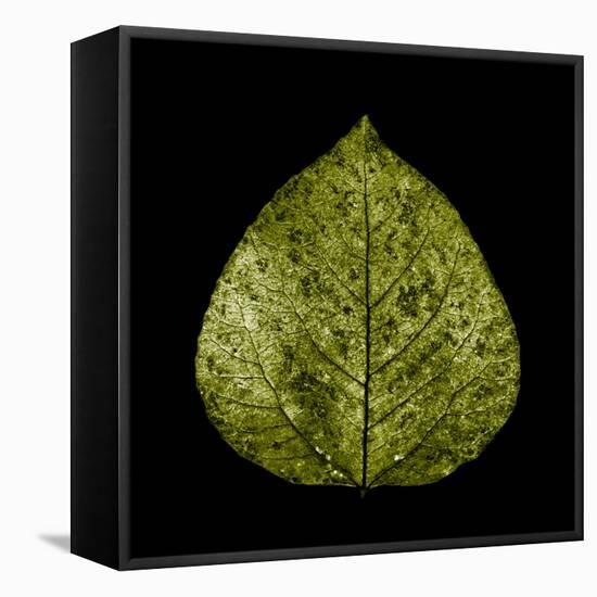 Green Leaf-null-Framed Premier Image Canvas