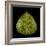 Green Leaf-null-Framed Photographic Print