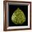 Green Leaf-null-Framed Photographic Print