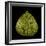 Green Leaf-null-Framed Photographic Print