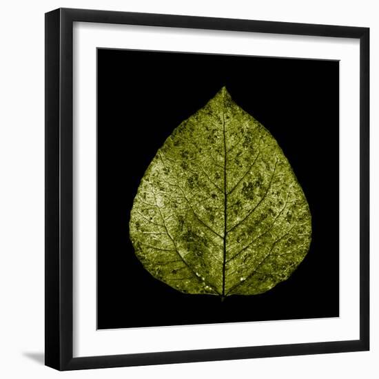Green Leaf-null-Framed Photographic Print