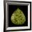 Green Leaf-null-Framed Photographic Print