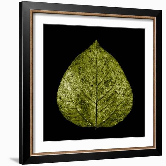 Green Leaf-null-Framed Photographic Print