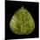 Green Leaf-null-Mounted Photographic Print