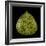 Green Leaf-null-Framed Photographic Print