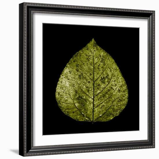 Green Leaf-null-Framed Photographic Print